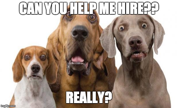 Dogs Surprised | CAN YOU HELP ME HIRE?? REALLY? | image tagged in dogs surprised | made w/ Imgflip meme maker