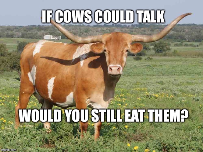 Longhorn cattle | IF COWS COULD TALK; WOULD YOU STILL EAT THEM? | image tagged in longhorn cattle | made w/ Imgflip meme maker