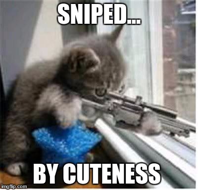 cats with guns | SNIPED... BY CUTENESS | image tagged in cats with guns | made w/ Imgflip meme maker