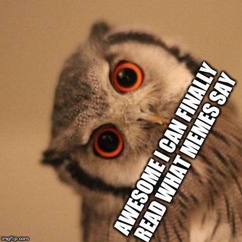 inquisitve owl | AWESOME I CAN FINALLY READ WHAT MEMES SAY | image tagged in inquisitve owl | made w/ Imgflip meme maker