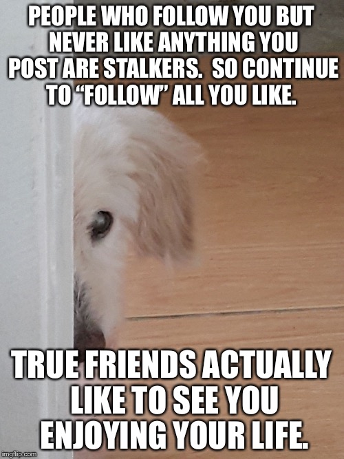 Voyeur Dog | PEOPLE WHO FOLLOW YOU BUT NEVER LIKE ANYTHING YOU POST ARE STALKERS.  SO CONTINUE TO “FOLLOW” ALL YOU LIKE. TRUE FRIENDS ACTUALLY LIKE TO SEE YOU ENJOYING YOUR LIFE. | image tagged in voyeur dog | made w/ Imgflip meme maker