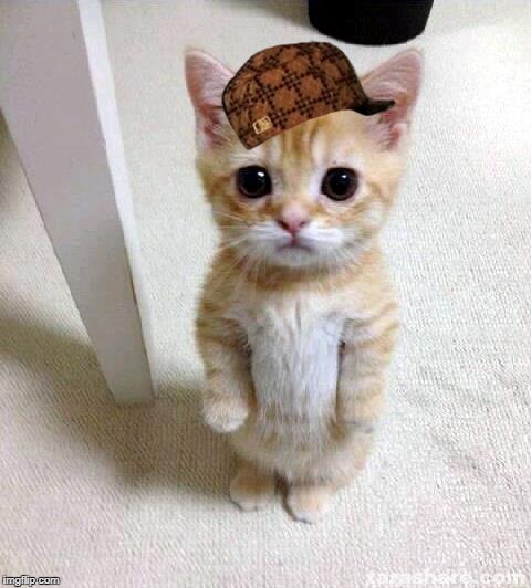 Cute Cat Meme | image tagged in memes,cute cat,scumbag | made w/ Imgflip meme maker