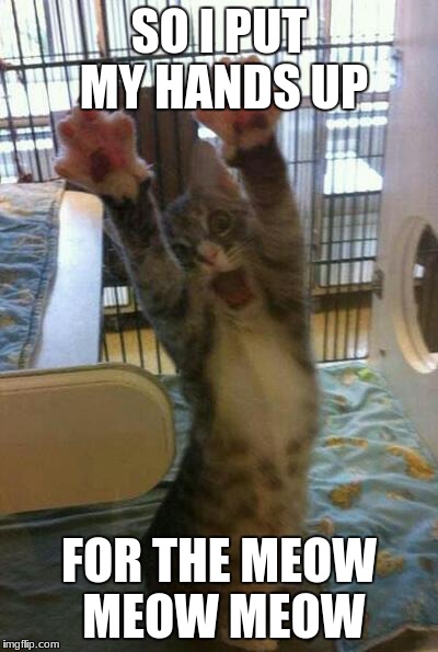 Meow | SO I PUT MY HANDS UP; FOR THE MEOW MEOW MEOW | image tagged in meow | made w/ Imgflip meme maker