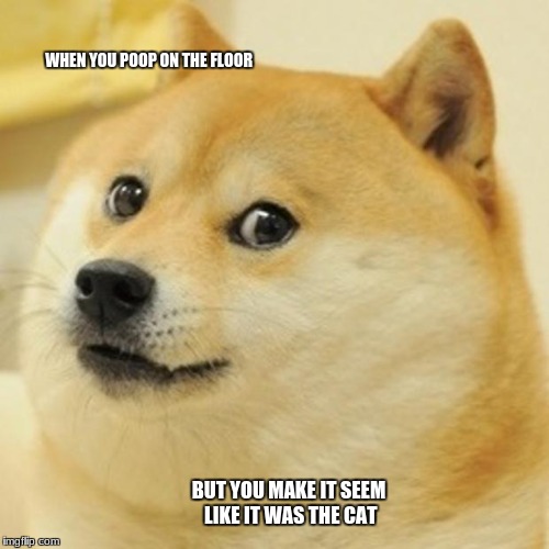 Doge | WHEN YOU POOP ON THE FLOOR; BUT YOU MAKE IT SEEM LIKE IT WAS THE CAT | image tagged in memes,doge | made w/ Imgflip meme maker