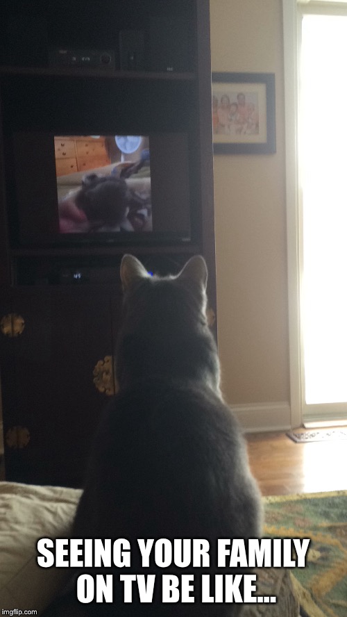 SEEING YOUR FAMILY ON TV BE LIKE... | image tagged in cat,cats,tv,cat memes | made w/ Imgflip meme maker
