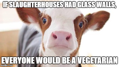 dfew | IF SLAUGHTERHOUSES HAD GLASS WALLS, EVERYONE WOULD BE A VEGETARIAN | image tagged in cow | made w/ Imgflip meme maker