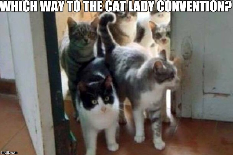WHICH WAY TO THE CAT LADY CONVENTION? | made w/ Imgflip meme maker