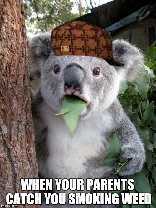 Surprised Koala Meme | WHEN YOUR PARENTS CATCH YOU SMOKING WEED | image tagged in memes,surprised koala,scumbag | made w/ Imgflip meme maker