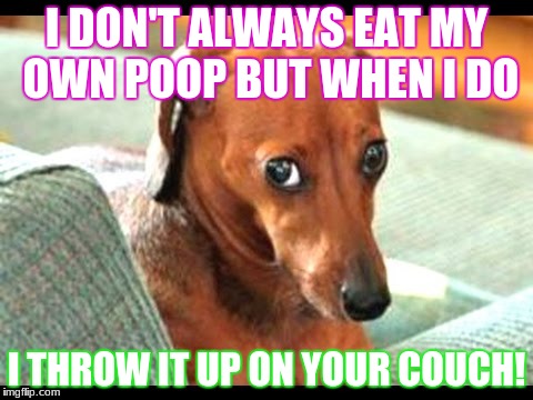 The truth what dogs think! | I DON'T ALWAYS EAT MY OWN POOP BUT WHEN I DO; I THROW IT UP ON YOUR COUCH! | image tagged in funny dogs,guiltydogs | made w/ Imgflip meme maker