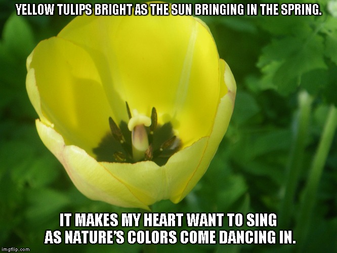 Bright as the Sun | YELLOW TULIPS BRIGHT AS THE SUN BRINGING IN THE SPRING. IT MAKES MY HEART WANT TO SING AS NATURE’S COLORS COME DANCING IN. | image tagged in yellow tulips,tulips,hearts,spring | made w/ Imgflip meme maker