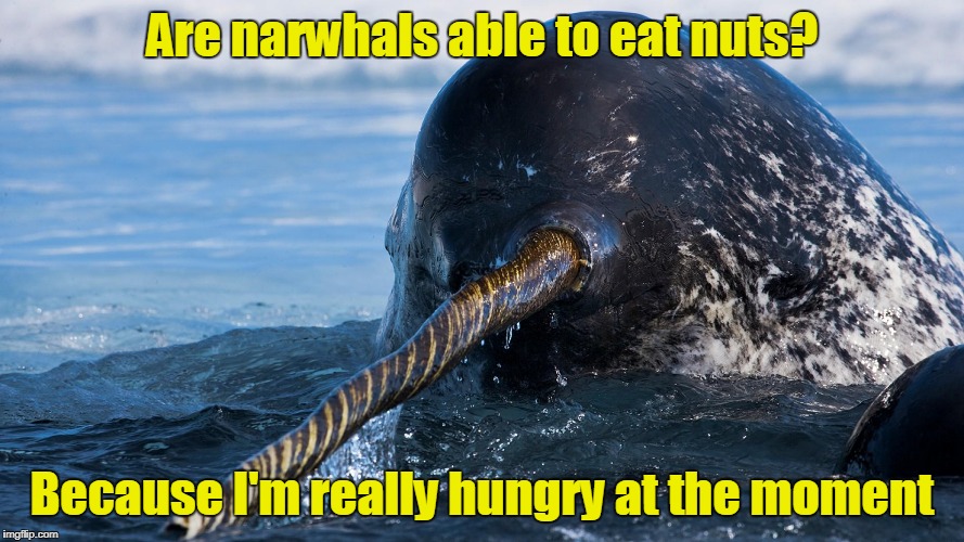 Are narwhals able to eat nuts? Because I'm really hungry at the moment | made w/ Imgflip meme maker