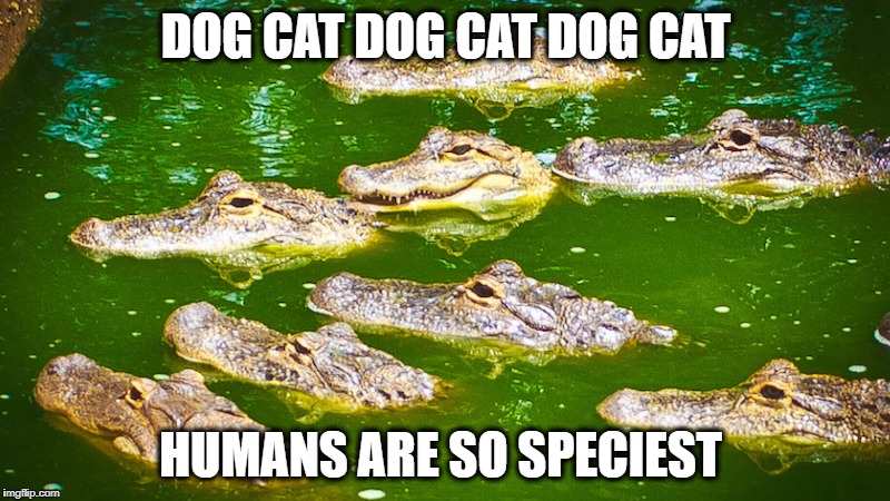 DOG CAT DOG CAT DOG CAT HUMANS ARE SO SPECIEST | made w/ Imgflip meme maker