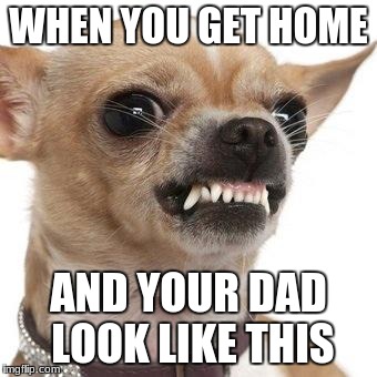 Angry chihuahua  |  WHEN YOU GET HOME; AND YOUR DAD LOOK LIKE THIS | image tagged in angry chihuahua | made w/ Imgflip meme maker