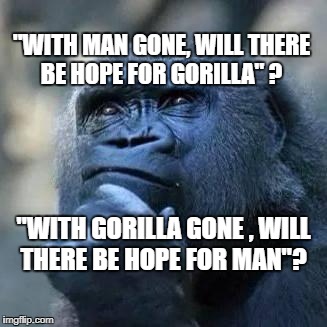 Thinking ape | "WITH MAN GONE, WILL THERE BE HOPE FOR GORILLA" ? "WITH GORILLA GONE , WILL THERE BE HOPE FOR MAN"? | image tagged in thinking ape | made w/ Imgflip meme maker