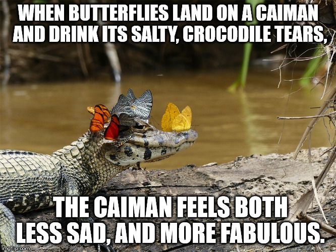 WHEN BUTTERFLIES LAND ON A CAIMAN AND DRINK ITS SALTY, CROCODILE TEARS, THE CAIMAN FEELS BOTH LESS SAD, AND MORE FABULOUS. | image tagged in fabulous,caiman,butterfly,UnexpectedlyWholesome | made w/ Imgflip meme maker