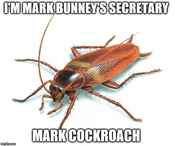 Cockroach | I'M MARK BUNNEY'S SECRETARY; MARK COCKROACH | image tagged in cockroach | made w/ Imgflip meme maker