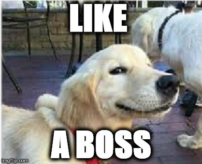 Boss Dawg | LIKE; A BOSS | image tagged in boss dawg,yo dawg,like a boss,intelligent dog,the most interesting dog in the world,yes this is dog | made w/ Imgflip meme maker