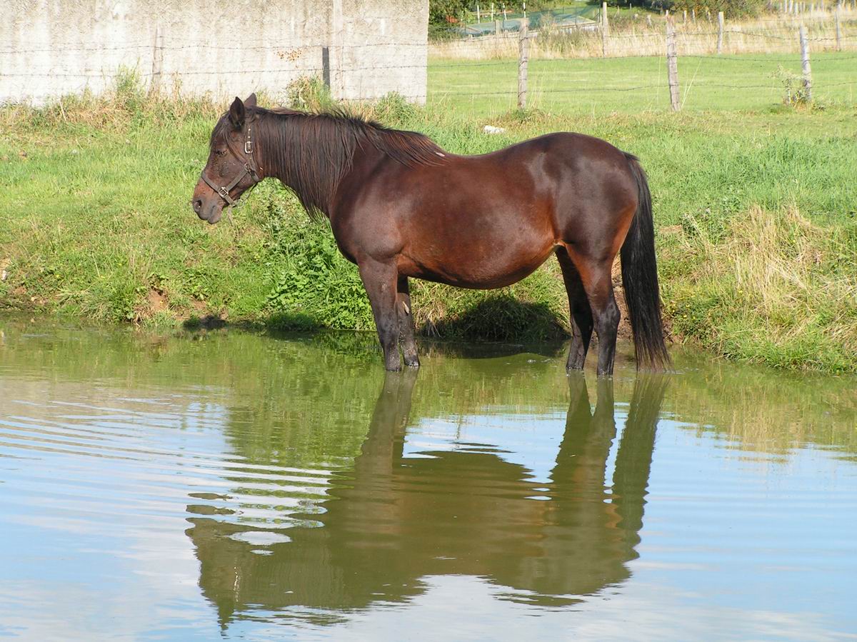 Horse in Water Blank Meme Template