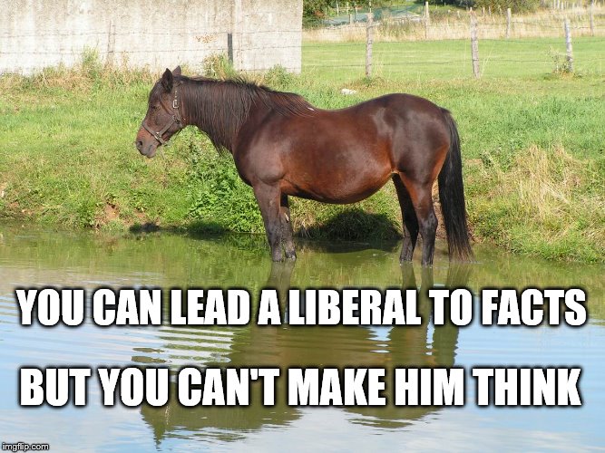 Horse in Water | YOU CAN LEAD A LIBERAL TO FACTS; BUT YOU CAN'T MAKE HIM THINK | image tagged in horse in water | made w/ Imgflip meme maker