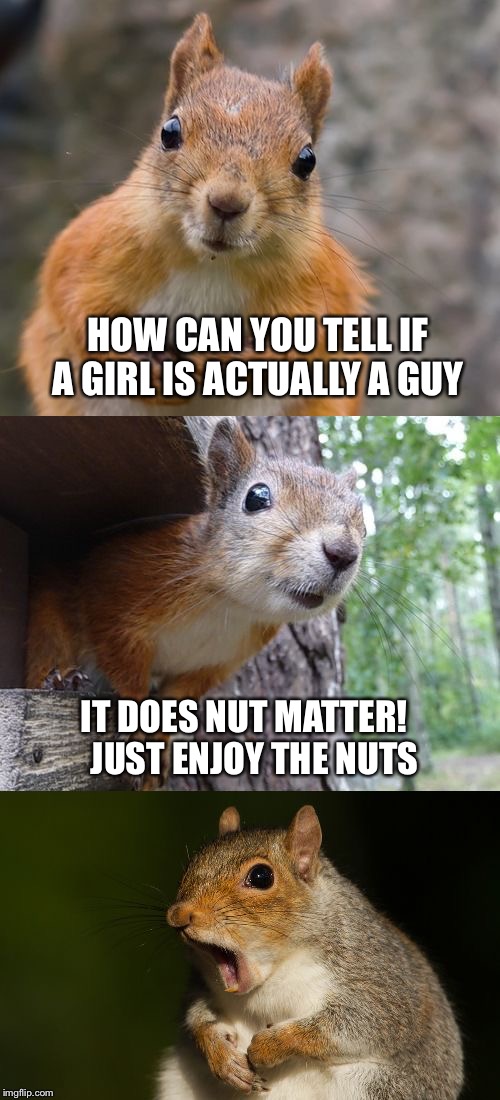 This was the start of my journey, where it all pecan, and I walnut fail. | HOW CAN YOU TELL IF A GIRL IS ACTUALLY A GUY; IT DOES NUT MATTER!   JUST ENJOY THE NUTS | image tagged in bad pun squirrel,memes | made w/ Imgflip meme maker