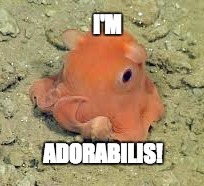 I'm Adorabilis! | image tagged in cute animals,octopus,adorable,meme,funny | made w/ Imgflip meme maker