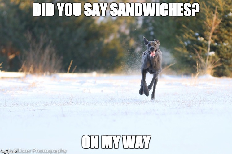 Dog Running | DID YOU SAY SANDWICHES? ON MY WAY | image tagged in dog running | made w/ Imgflip meme maker