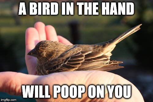 Profound | A BIRD IN THE HAND; WILL POOP ON YOU | image tagged in bird in the hand,poop | made w/ Imgflip meme maker