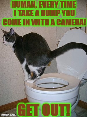HUMAN, EVERY TIME I TAKE A DUMP YOU COME IN WITH A CAMERA! GET OUT! | image tagged in toilet cat | made w/ Imgflip meme maker