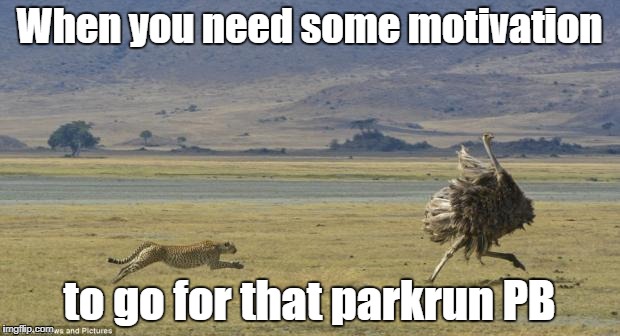 Lion Chasing Ostrich | When you need some motivation; to go for that parkrun PB | image tagged in lion chasing ostrich | made w/ Imgflip meme maker