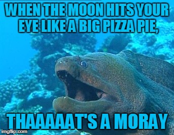 Scusami but you see in the old Napoli thaaat's amoreeee! | WHEN THE MOON HITS YOUR EYE LIKE A BIG PIZZA PIE, THAAAAAT'S A MORAY | image tagged in memes,animals,songs,puns | made w/ Imgflip meme maker
