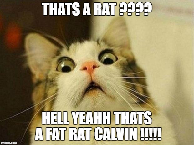 Scared Cat Meme | THATS A RAT ???? HELL YEAHH THATS A FAT RAT CALVIN !!!!! | image tagged in memes,scared cat | made w/ Imgflip meme maker