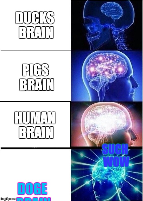 Expanding Brain Meme | DUCKS BRAIN; PIGS BRAIN; HUMAN BRAIN; SUCH WOW; DOGE BRAIN | image tagged in memes,expanding brain | made w/ Imgflip meme maker