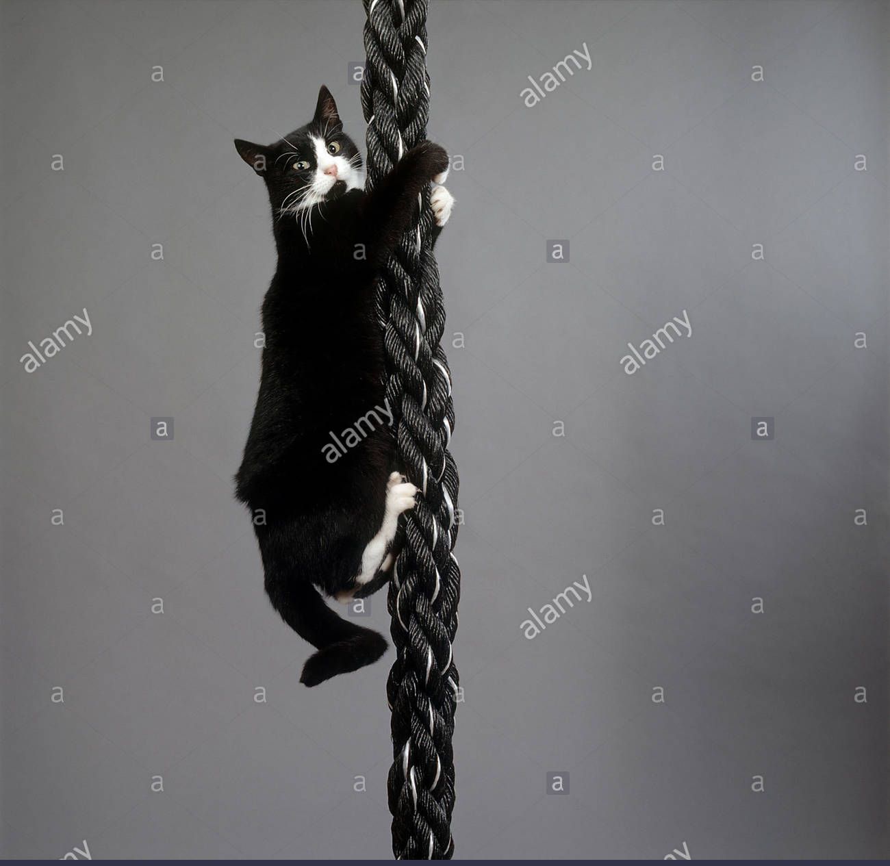 Rope cat Blank Meme Template