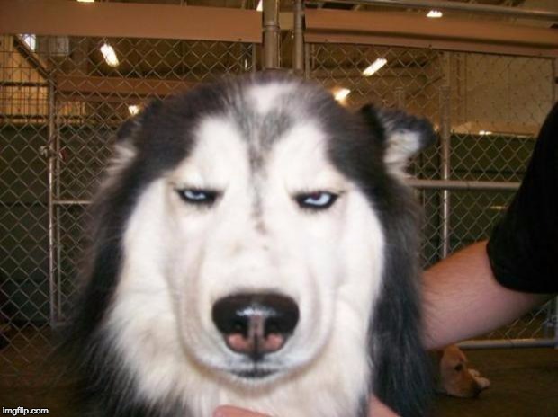 Annoyed Dog | image tagged in annoyed dog | made w/ Imgflip meme maker