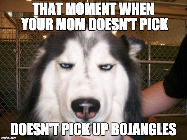 Annoyed Dog | THAT MOMENT WHEN YOUR MOM DOESN'T PICK; DOESN'T PICK UP BOJANGLES | image tagged in annoyed dog | made w/ Imgflip meme maker