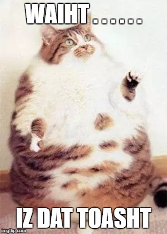 Fat Cat Wants Da Toast | WAIHT . . . . . . IZ DAT TOASHT | image tagged in fat cat,toast | made w/ Imgflip meme maker