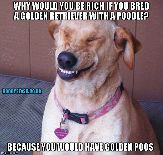 WHY WOULD YOU BE RICH IF YOU BRED A GOLDEN RETRIEVER WITH A POODLE? BECAUSE YOU WOULD HAVE GOLDEN POOS | image tagged in laughing dog | made w/ Imgflip meme maker