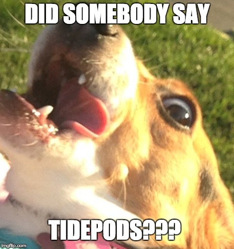 DID SOMEBODY SAY; TIDEPODS??? | image tagged in dogs,memes | made w/ Imgflip meme maker