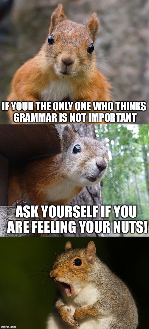  bad pun squirrel | IF YOUR THE ONLY ONE WHO THINKS GRAMMAR IS NOT IMPORTANT; ASK YOURSELF IF YOU ARE FEELING YOUR NUTS! | image tagged in bad pun squirrel,memes,grammar | made w/ Imgflip meme maker