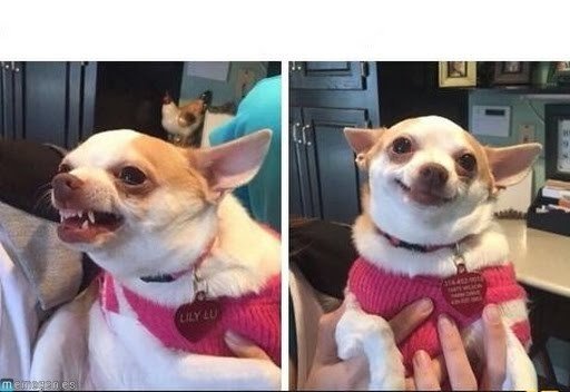 Angry Happy Chihuahua Blank Meme Template