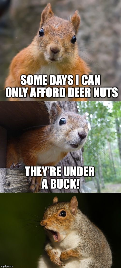  bad pun squirrel | SOME DAYS I CAN ONLY AFFORD DEER NUTS; THEY’RE UNDER A BUCK! | image tagged in bad pun squirrel,memes,deer nuts,buck | made w/ Imgflip meme maker