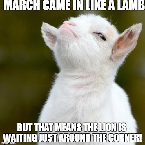 MARCH CAME IN LIKE A LAMB; BUT THAT MEANS THE LION IS WAITING JUST AROUND THE CORNER! | image tagged in suspicious lamb | made w/ Imgflip meme maker