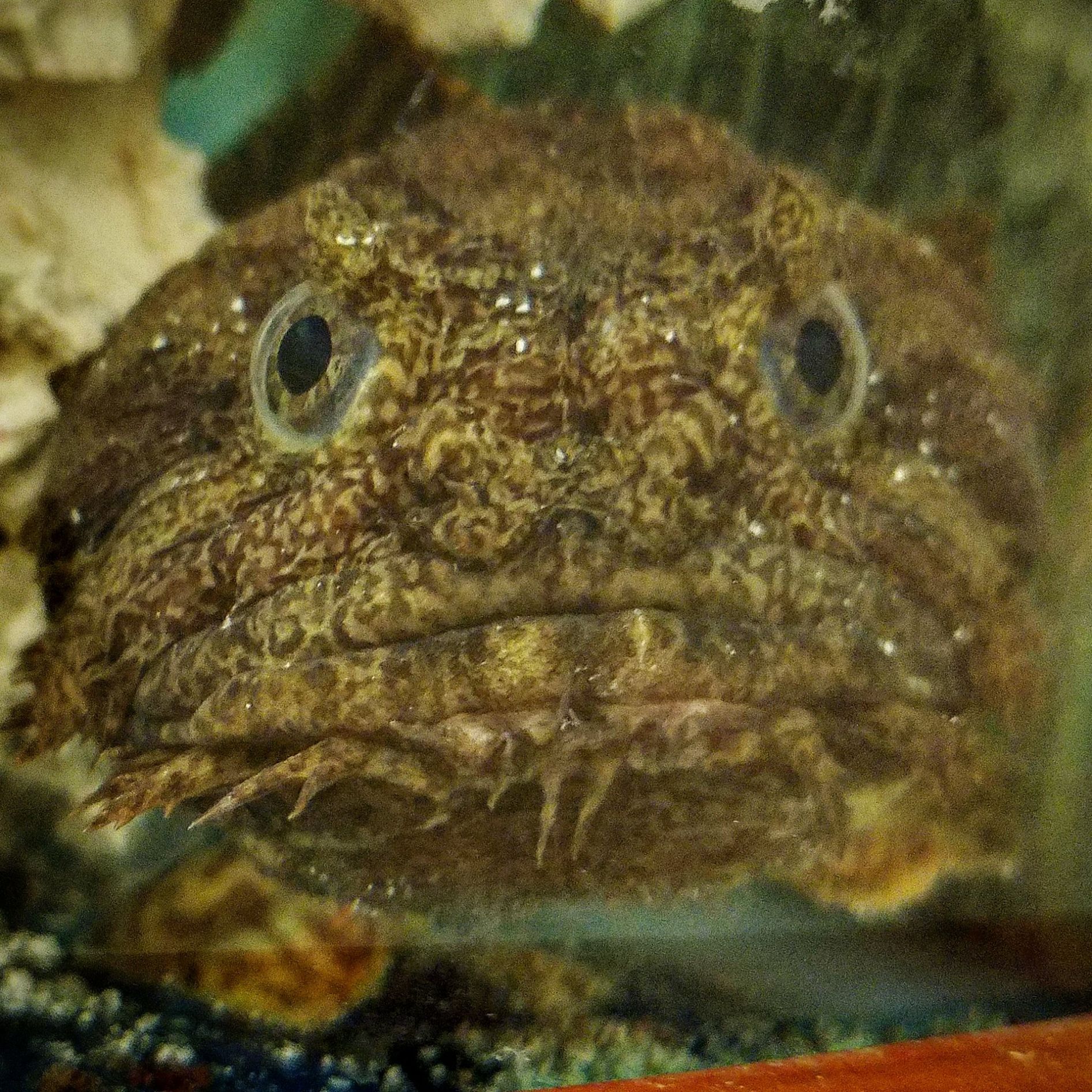 Oyster Toadfish Blank Meme Template