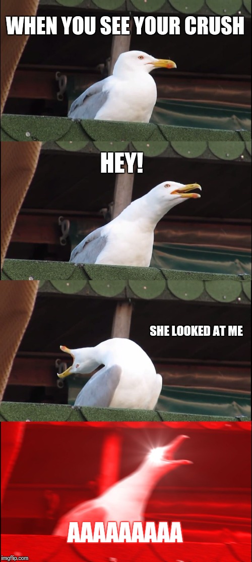 Inhaling Seagull | WHEN YOU SEE YOUR CRUSH; HEY! SHE LOOKED AT ME; AAAAAAAAA | image tagged in memes,inhaling seagull | made w/ Imgflip meme maker