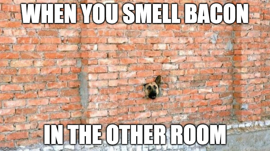 The nose knows. | WHEN YOU SMELL BACON; IN THE OTHER ROOM | image tagged in bacon,dog | made w/ Imgflip meme maker