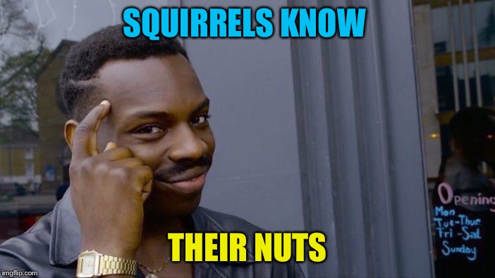 Roll Safe Think About It Meme | SQUIRRELS KNOW THEIR NUTS | image tagged in memes,roll safe think about it | made w/ Imgflip meme maker
