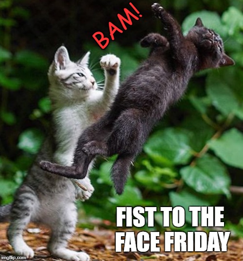 Fist to the Face Friday | BAM! FIST TO THE FACE FRIDAY | image tagged in friday,fist,kitty,happy friday | made w/ Imgflip meme maker