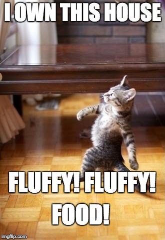 Cool Cat Stroll Meme | I OWN THIS HOUSE; FLUFFY! FLUFFY! FOOD! | image tagged in memes,cool cat stroll | made w/ Imgflip meme maker