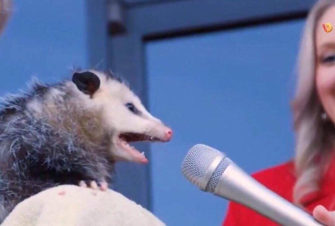 High Quality possum Blank Meme Template