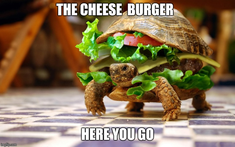 I cannot food today | THE CHEESE  BURGER; HERE YOU GO | image tagged in i cannot food today,turtle,cheeseburger | made w/ Imgflip meme maker